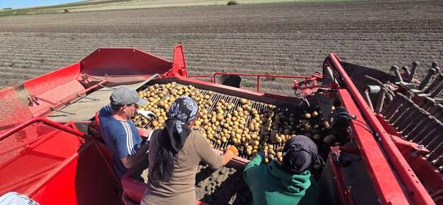 Photo de l'actualité Récolte des pommes de terre 2025