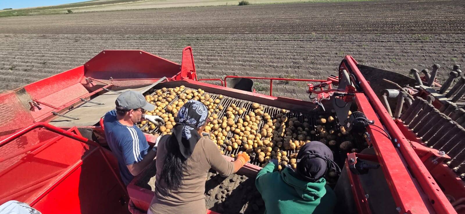 Actualité : Récolte des pommes de terre 2025