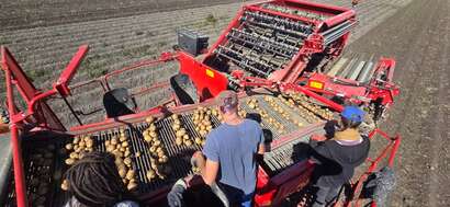 Vignette de l'acutalité Récolte des pommes de terre 2025