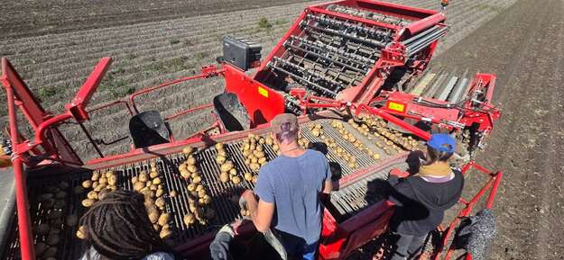 Photo de l'actualité Récolte des pommes de terre 2025